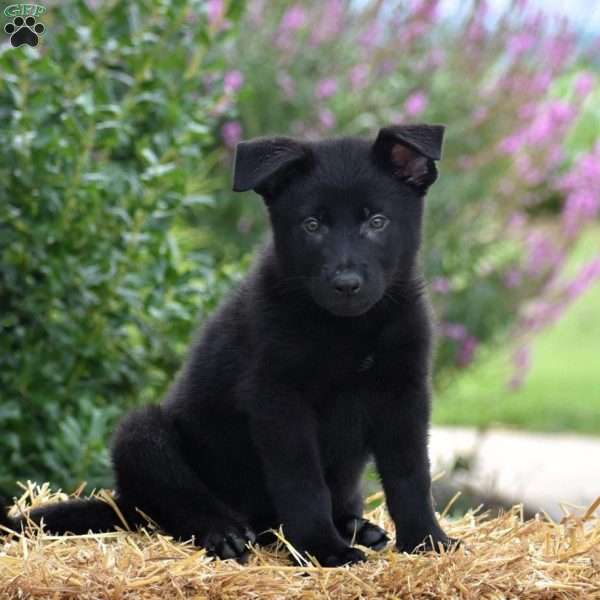 Early, German Shepherd Puppy